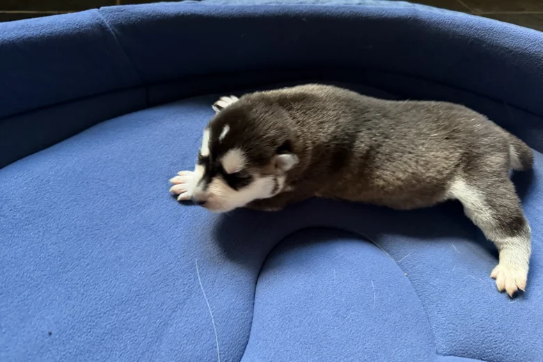 Siberian Husky