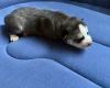 Siberian Husky