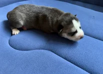 Puppy 9