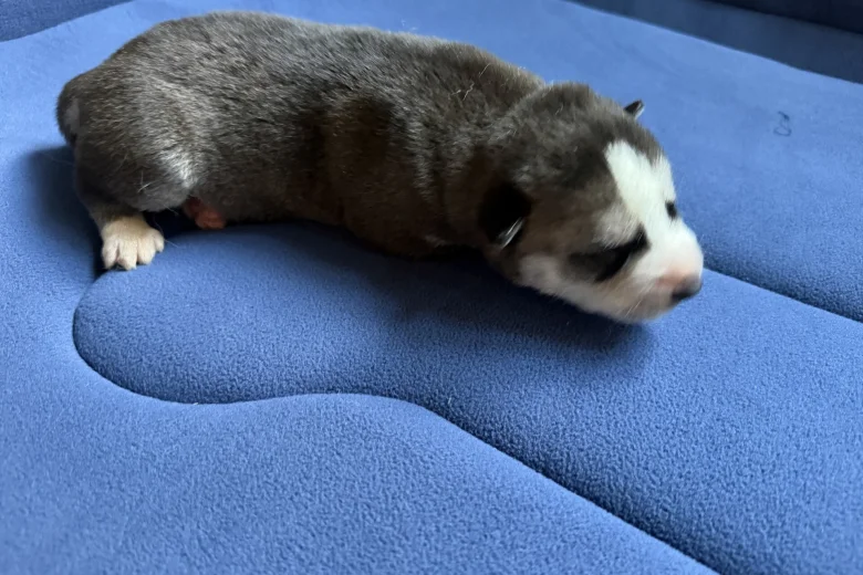 Siberian Husky