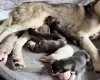 Siberian Husky