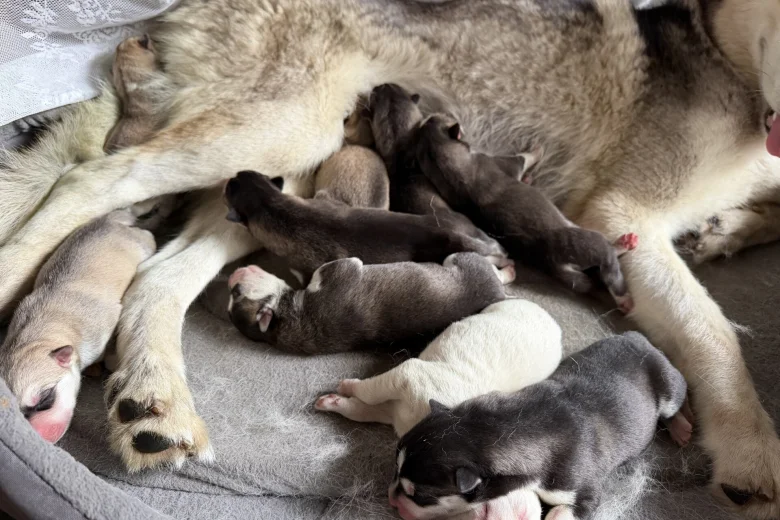 Siberian Husky