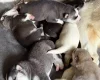 Siberian Husky