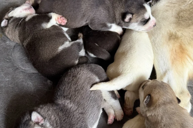 Siberian Husky