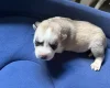 Siberian Husky