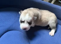 Puppy 3