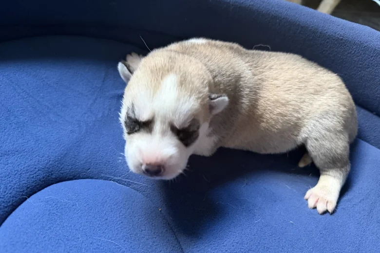 Siberian Husky
