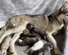 Siberian Husky