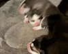 Siberian Husky