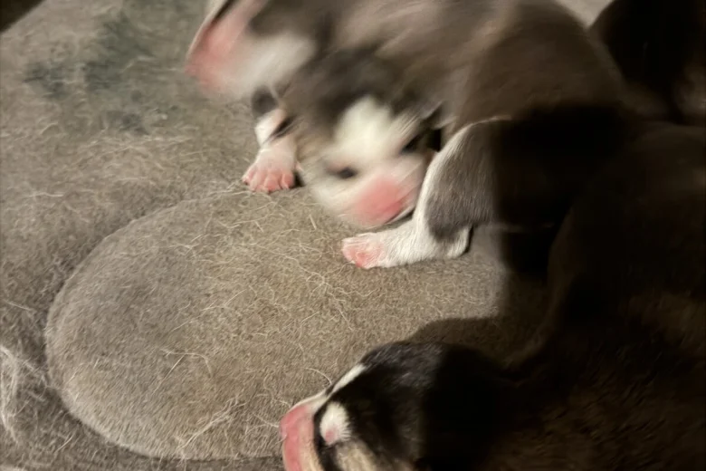 Siberian Husky
