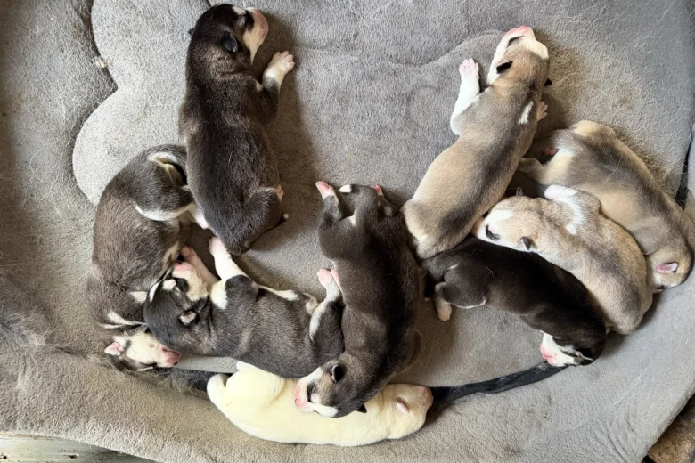 Siberian Husky