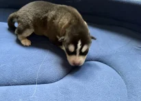 Puppy 7