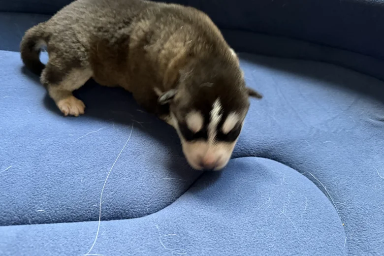 Siberian Husky