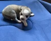 Siberian Husky