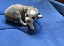 Puppy 8
