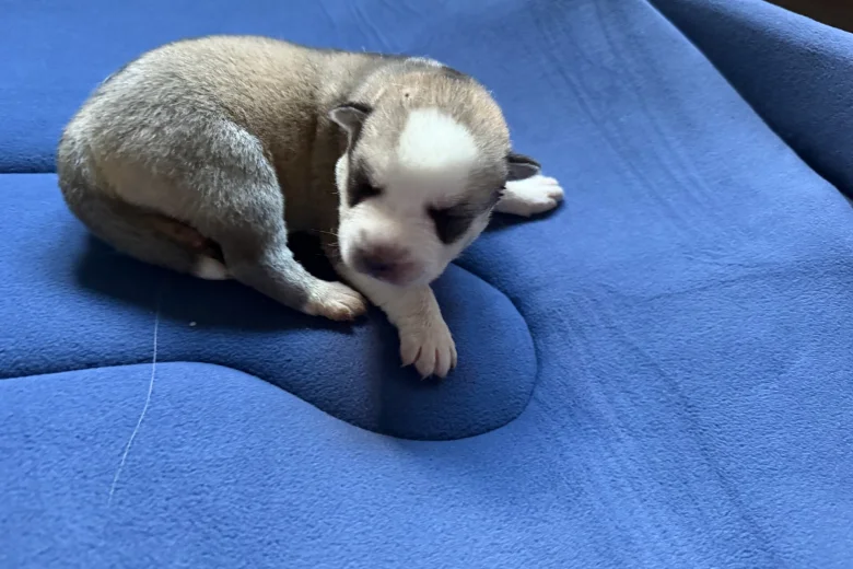 Siberian Husky