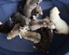 Siberian Husky