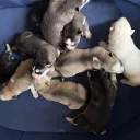 Siberian Husky