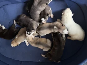 Siberian Husky