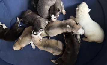 Siberian Husky
