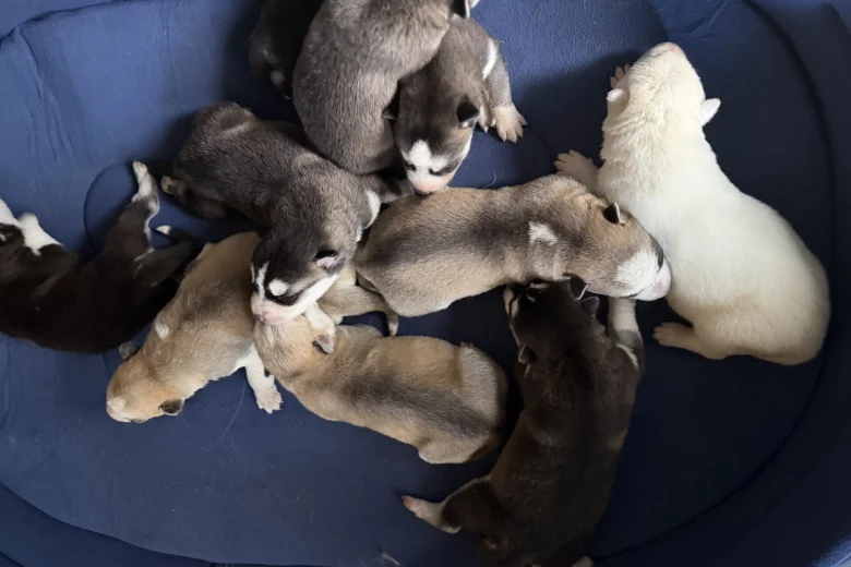 Siberian Husky