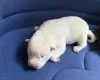 Siberian Husky