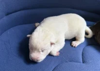Puppy 1