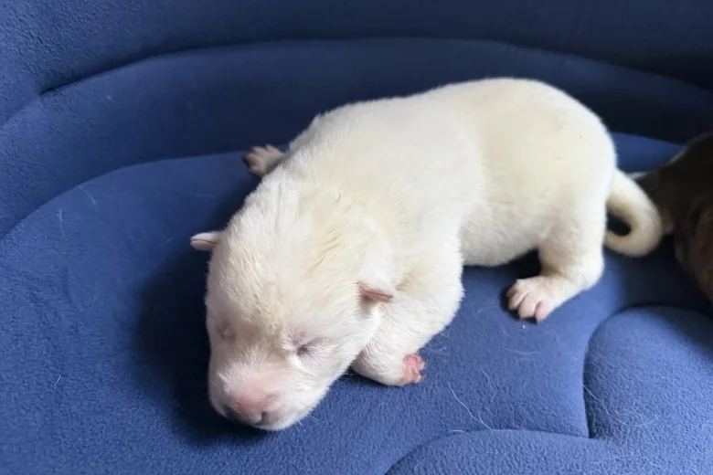 Siberian Husky