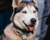 Siberian Husky