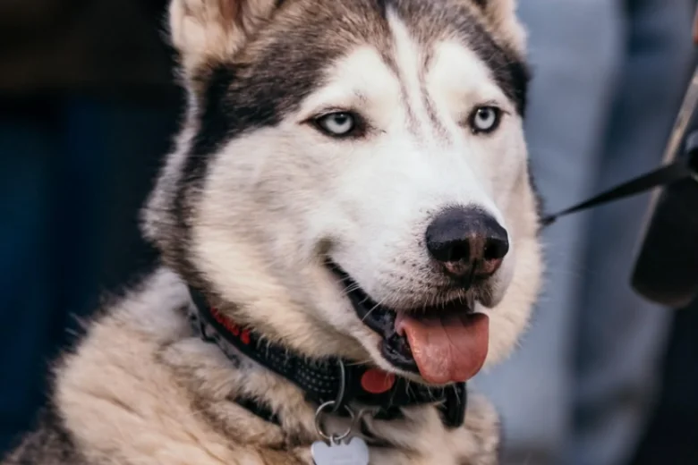 Siberian Husky