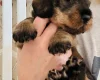 Dachshund (Wire Haired)
