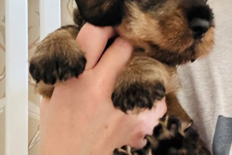 Dachshund (Wire Haired)