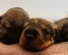 Dachshund (Wire Haired)
