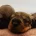 Dachshund (Wire Haired)