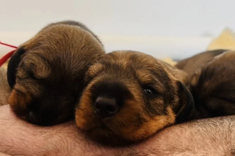 Dachshund (Wire Haired)