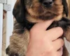 Dachshund (Wire Haired)