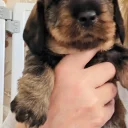 Dachshund (Wire Haired)