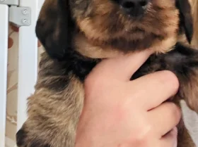 Dachshund (Wire Haired)