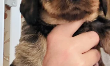 Dachshund (Wire Haired)