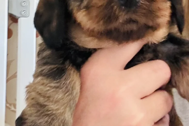 Dachshund (Wire Haired)