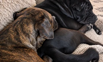 Mixed Breed
