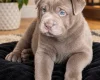 Mixed Breed