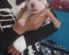 Staffordshire Bull Terrier