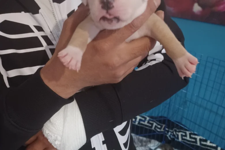 Staffordshire Bull Terrier
