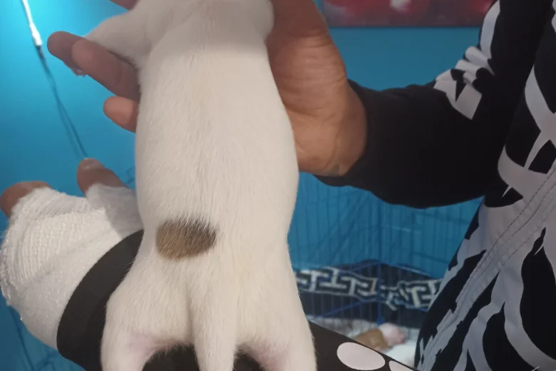 Staffordshire Bull Terrier