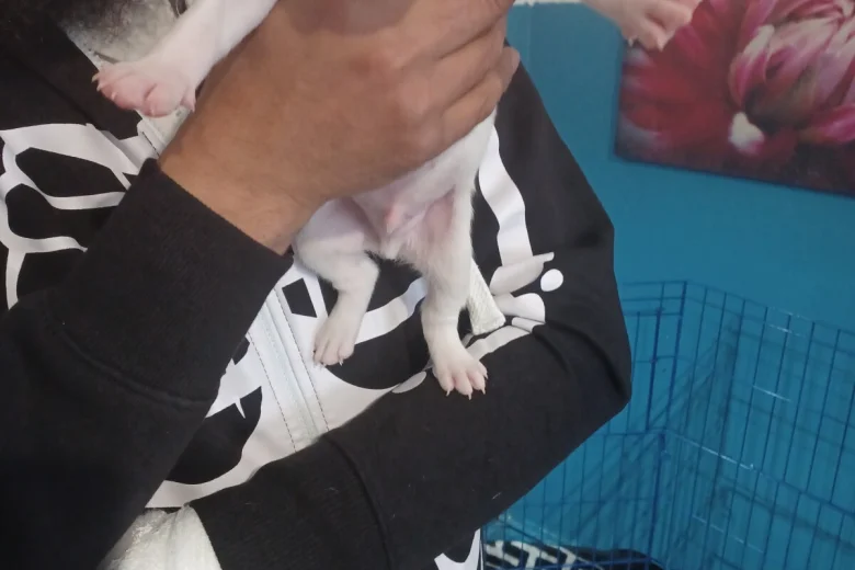 Staffordshire Bull Terrier