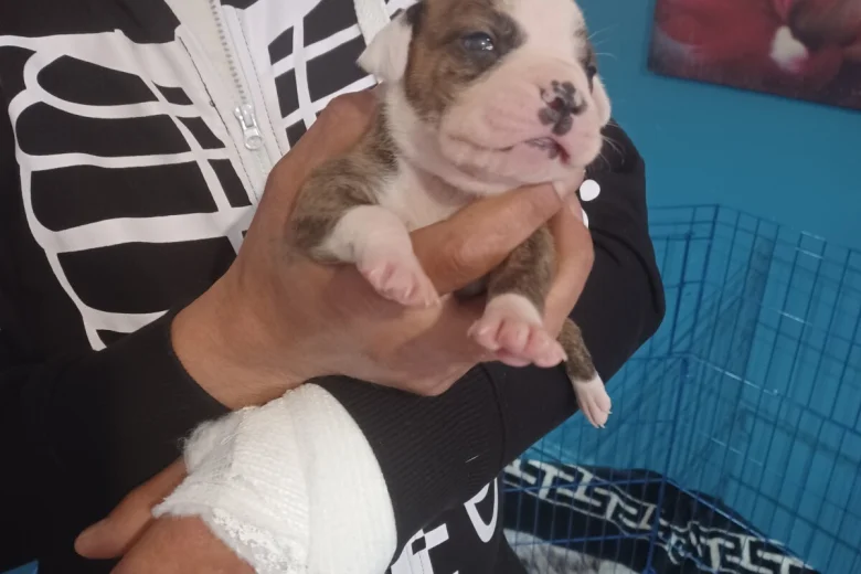 Staffordshire Bull Terrier