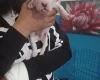 Staffordshire Bull Terrier