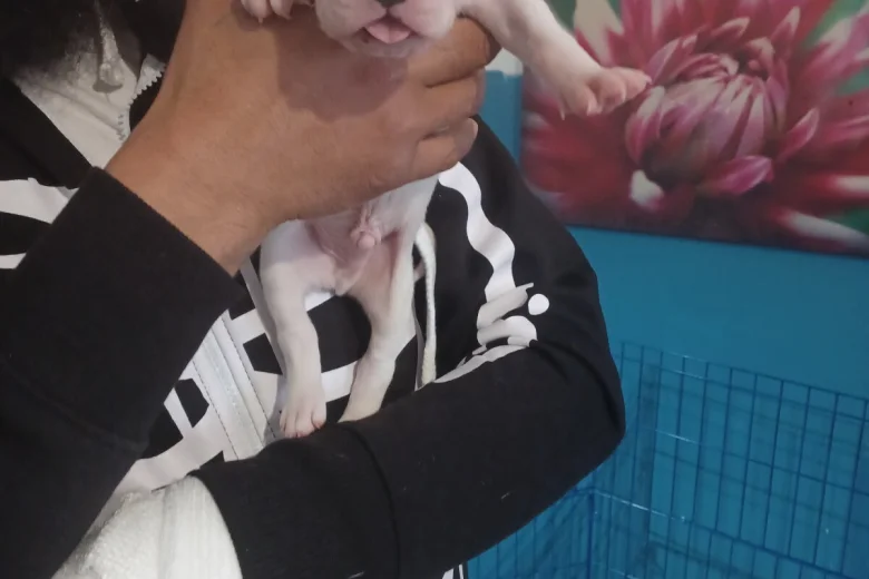 Staffordshire Bull Terrier