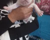 Staffordshire Bull Terrier